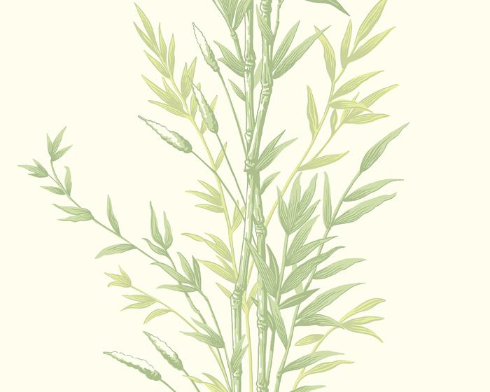 Cole & Son Bamboo 100/5023 Wallpaper