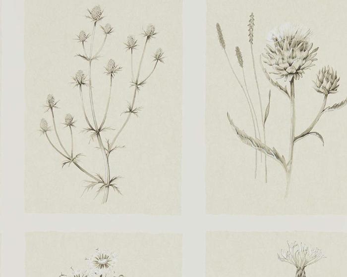 Sanderson Little Thistles Ecru 216511 Wallpaper