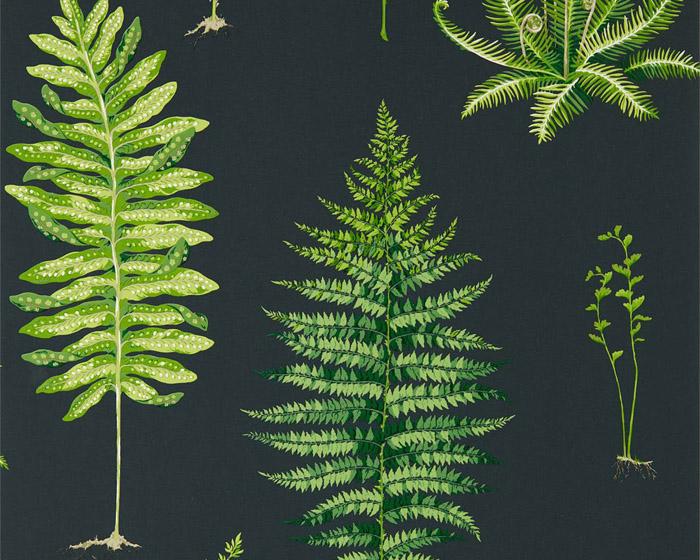 Sanderson Fernery Botanical Green/Charcoal 216634 Wallpaper