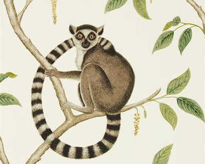 Sanderson Ringtailed Lemur Cream/Olive 216664 Wallpaper