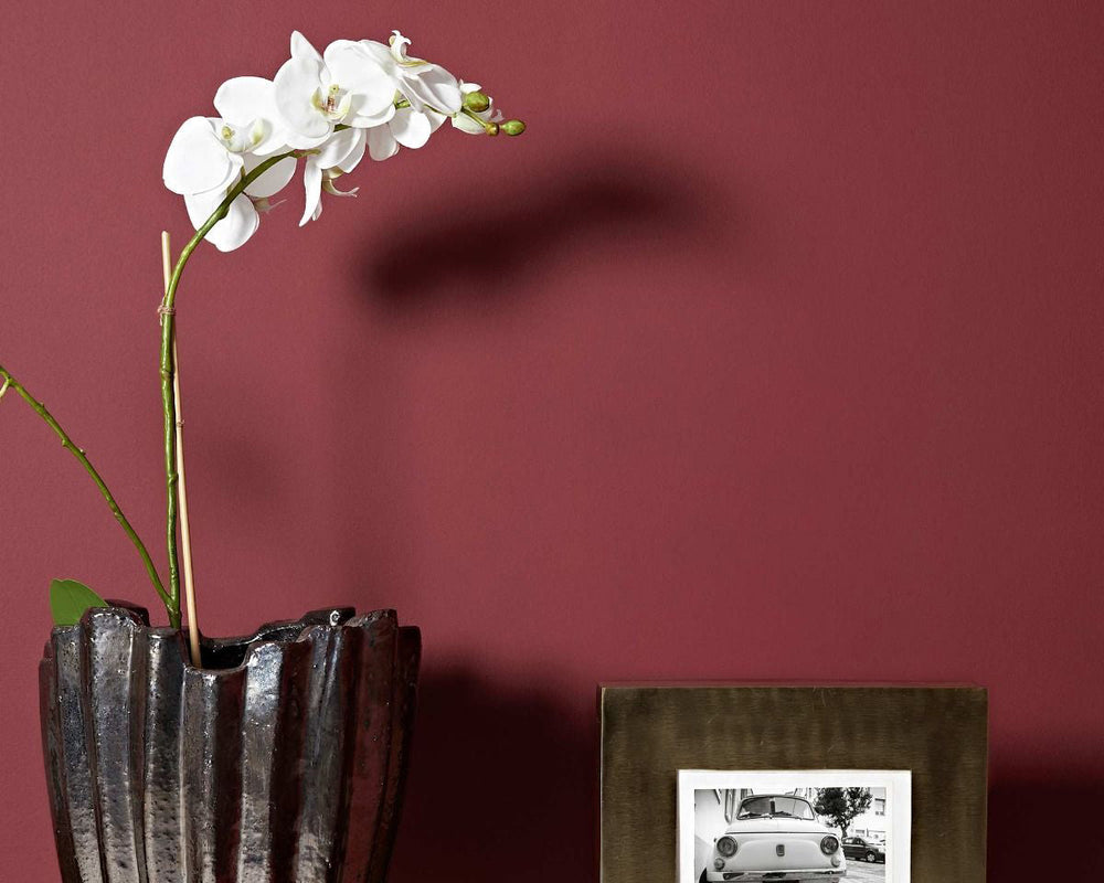 Fired Earth Dragon's Blood Paint in Room