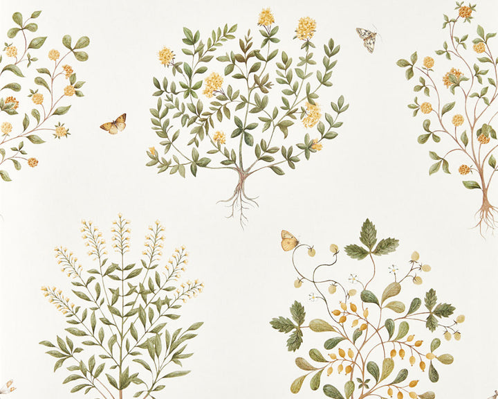 Sanderson Thyme Walk Wallpaper