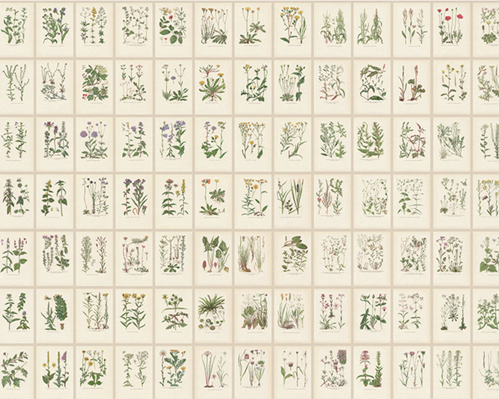 Sandberg Botanica Mural Wallpaper in Oat