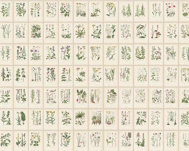 Sandberg Botanica Mural Wallpaper in Oat