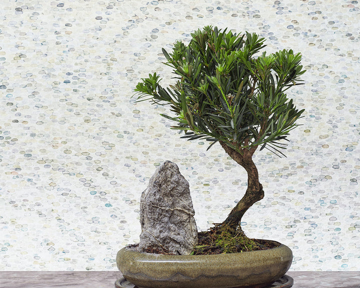 Cole & Son Meditation Stone in Stone with a Bonsai
