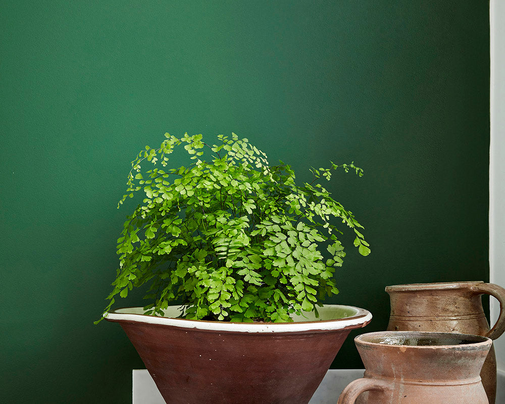 Little Greene Dark Brunswick Green 88 Paint on walls