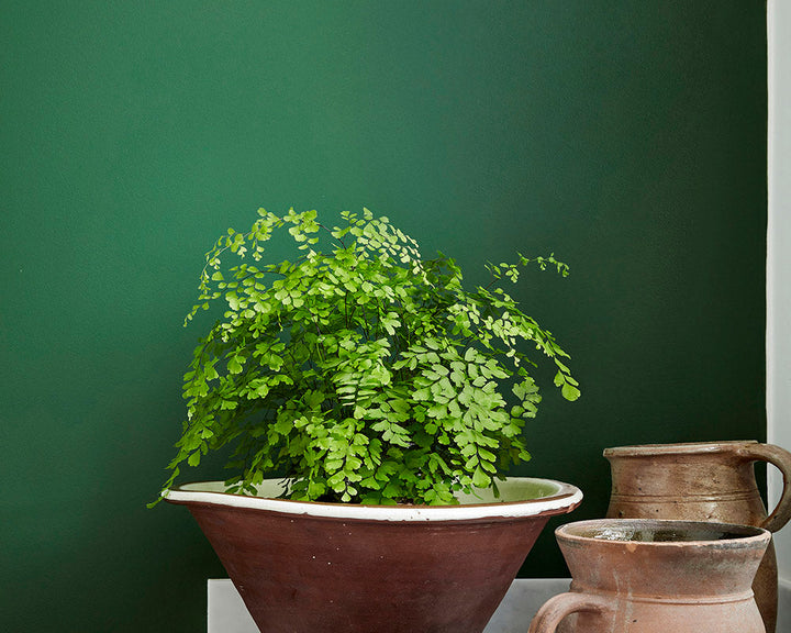 Little Greene Dark Brunswick Green 88 Paint on walls