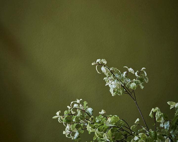 Little Greene Citrine 71 Paint on walls behind greenery