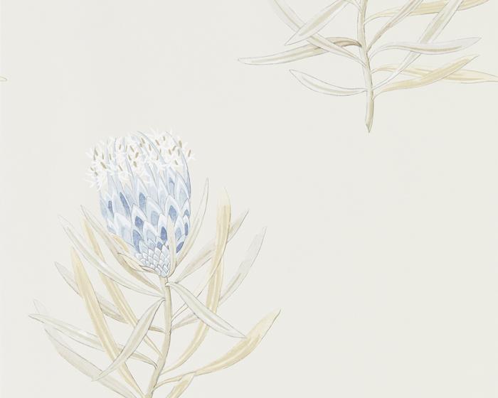Sanderson Protea Flower China Blue/Canvas 216327 Wallpaper