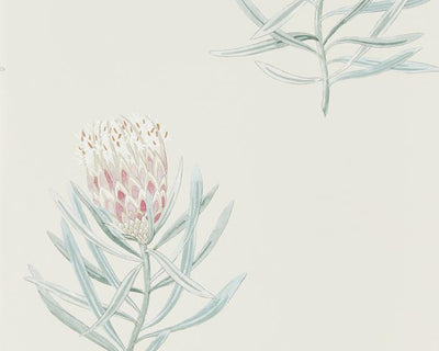 Sanderson Protea Flower Porcelain/Blush 216330 Wallpaper