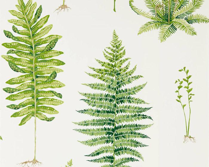 Sanderson Fernery Botanical Green 216633 Wallpaper