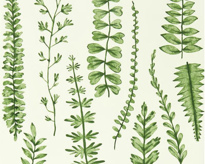 Scion Ferns Juniper Wallpaper 112798