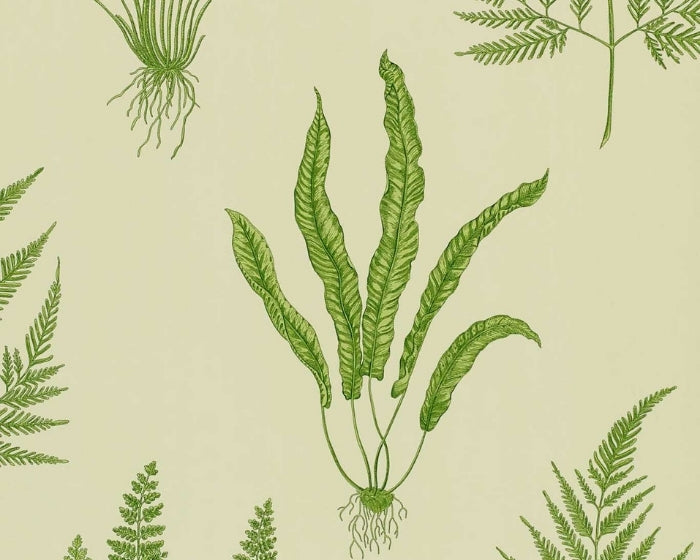 Sanderson Woodland Ferns Green Wallpaper DAPGWO102
